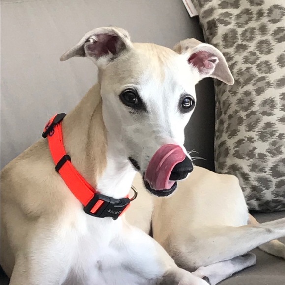 Meet your Posher A Quality Closet - Picture 4 of 8